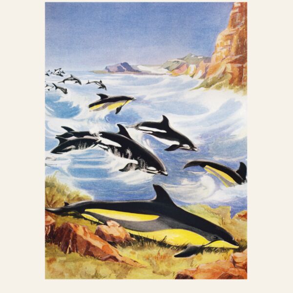 DAS whales Thumbnail